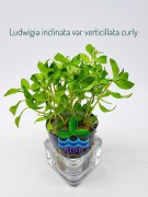 Ludwigia inclinata var verticillata curly